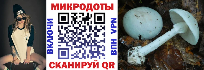 мориарти клад  Междуреченск  Галлюциногенные грибы прущие грибы 